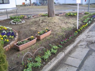 H１８. ３月春花へ植え替え