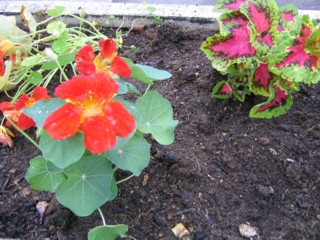 H１９年　６月２１日　夏花苗に植え替えました。