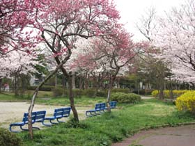 ”やかた”の春の風景です。