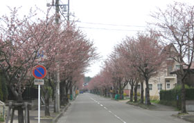 Ｈ２２　春の”やかた”の風景