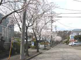 桜が満開！！