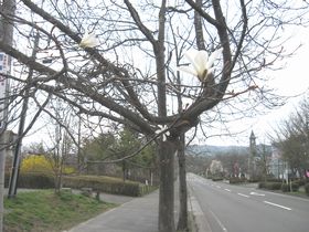 ”やかた”の春の風景！①