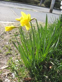 H24　コミセン周りの花々 ①