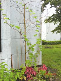 令和元年度　コミセン周りの風景　№４