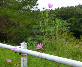 令和５年度　やかたの風景　№４